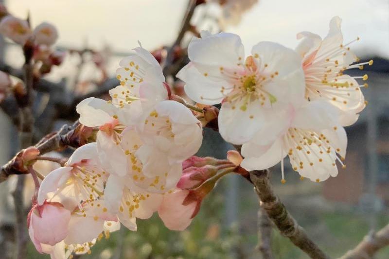 早咲きのシナミザクラ。