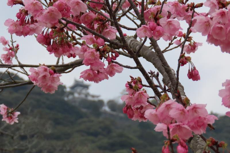 こちらは「陽光桜」ソメイヨシノはこれからです