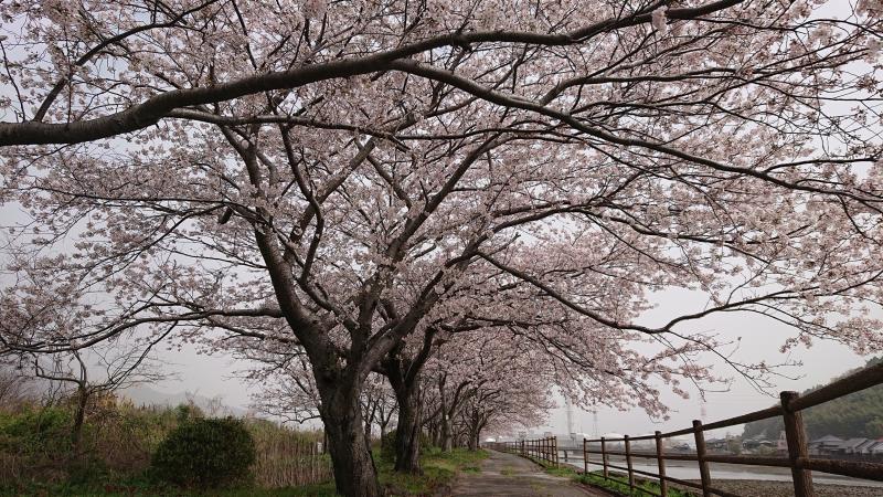 柳井のさくら土手