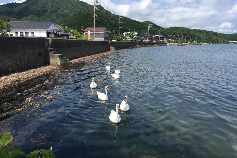 沢江郵便局近くの海で見ることが出来ます。