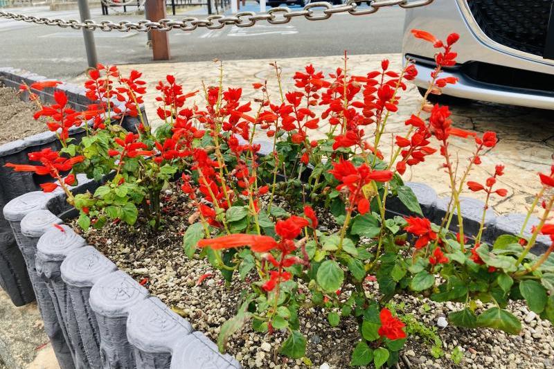 燃えるような赤い花をつけるブラジル原産の「サルビア・スプレデンス」です。