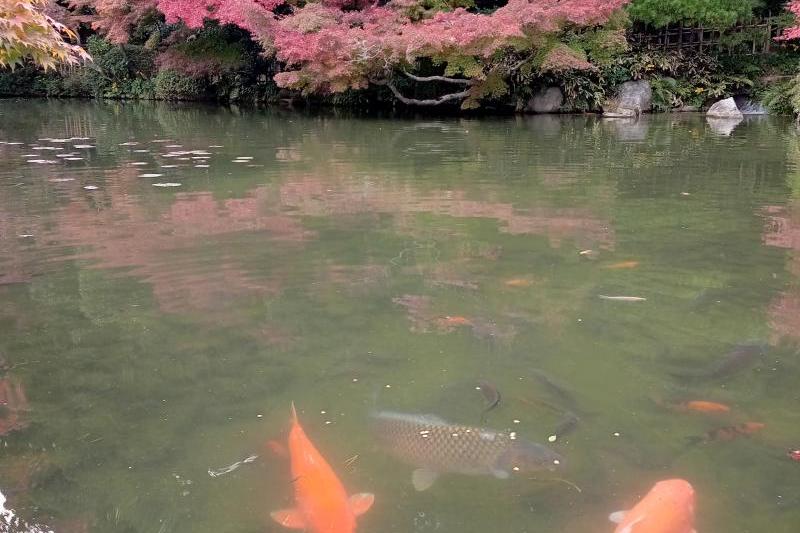 綺麗な紅葉でした！