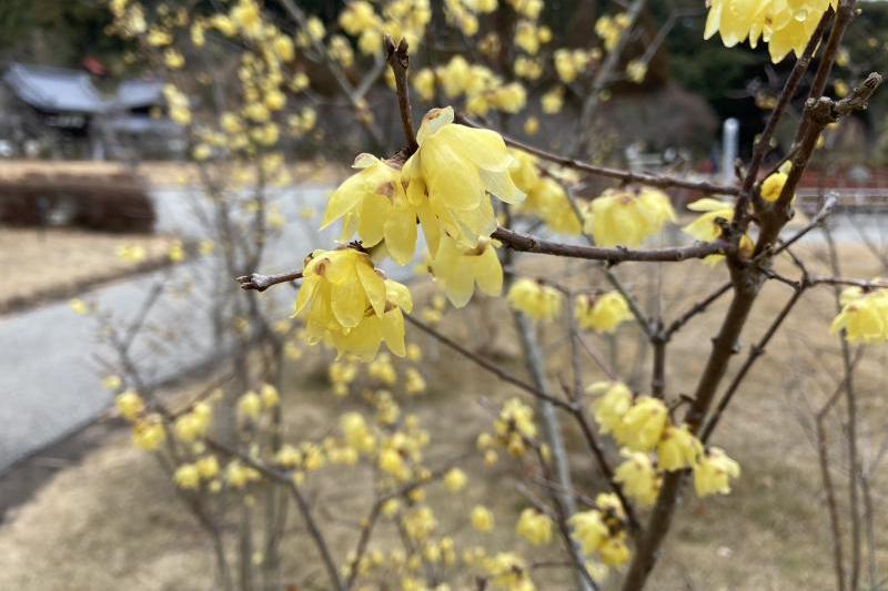 山口県内では光市の冠梅園の蝋梅が有名です。