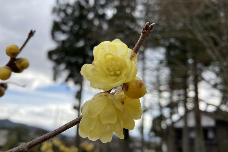 中国では花をやけどの薬にするそうです。