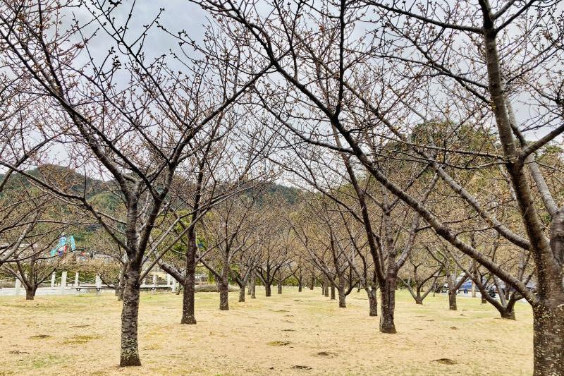 2月下旬の景色が楽しみです。