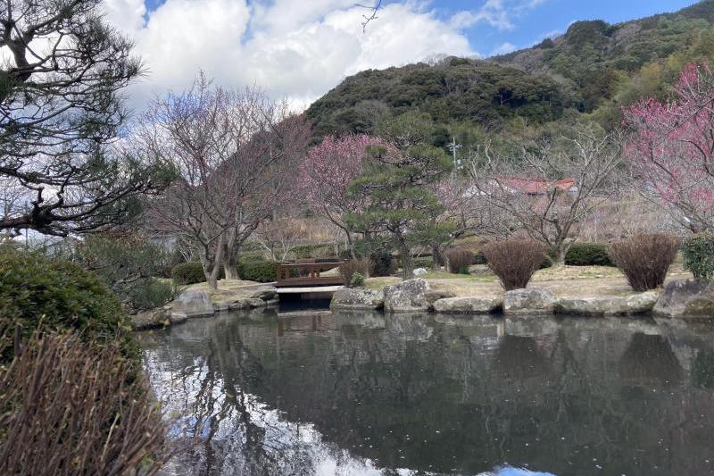 色とりどりの梅の花を楽しむことができます。