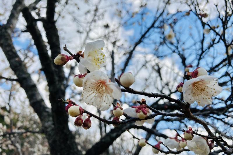 園内には、紅梅や白梅など13種類約350本の梅が植栽されています。