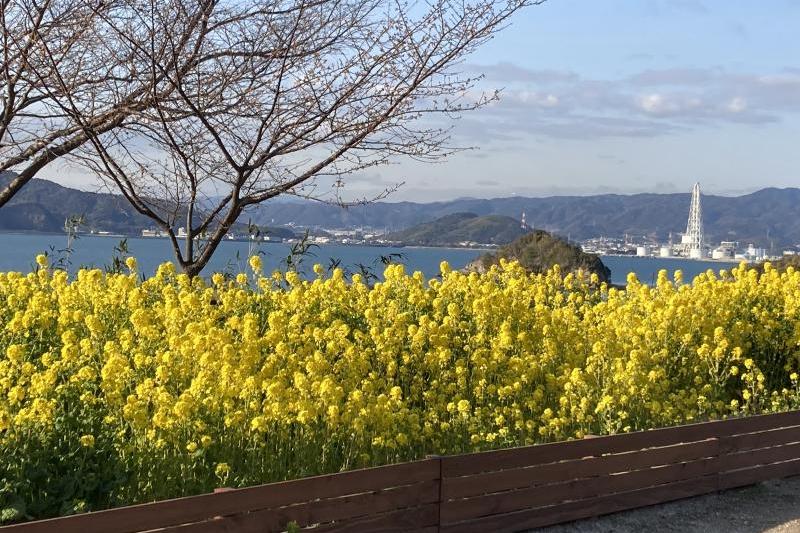 実際の菜の花、黄色が鮮やかです♪