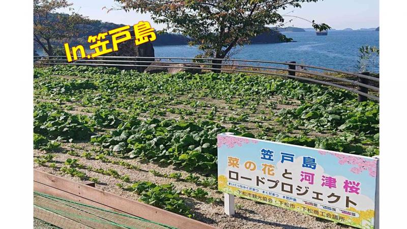 咲く前の様子。昨年１２月の様子です。