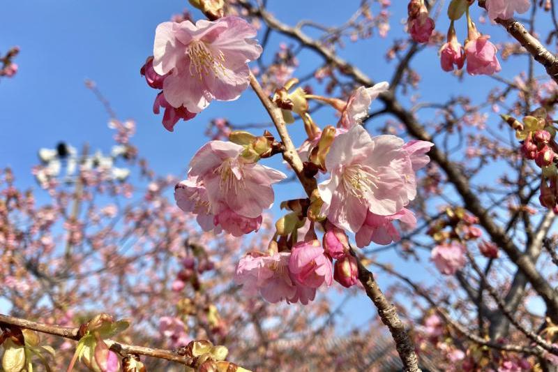 2月27日午前中の様子です。