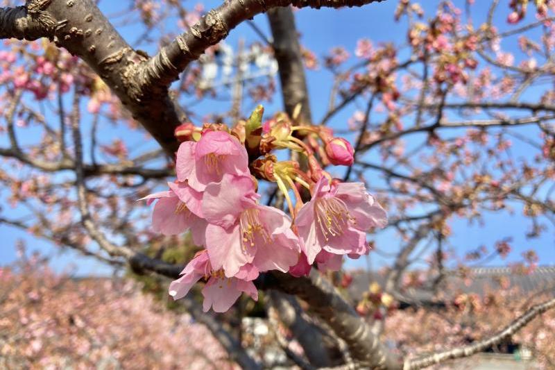 2月27日午前中の様子です。