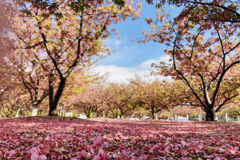 昨日の雨の影響で多くの花びらが地面に落ちています。