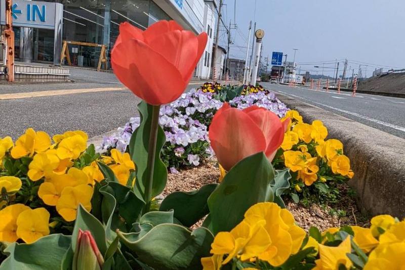 見事に咲いてくれました♪