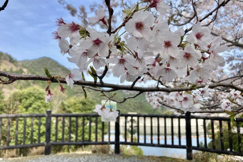 奥に見えるのが湯免ダムです。