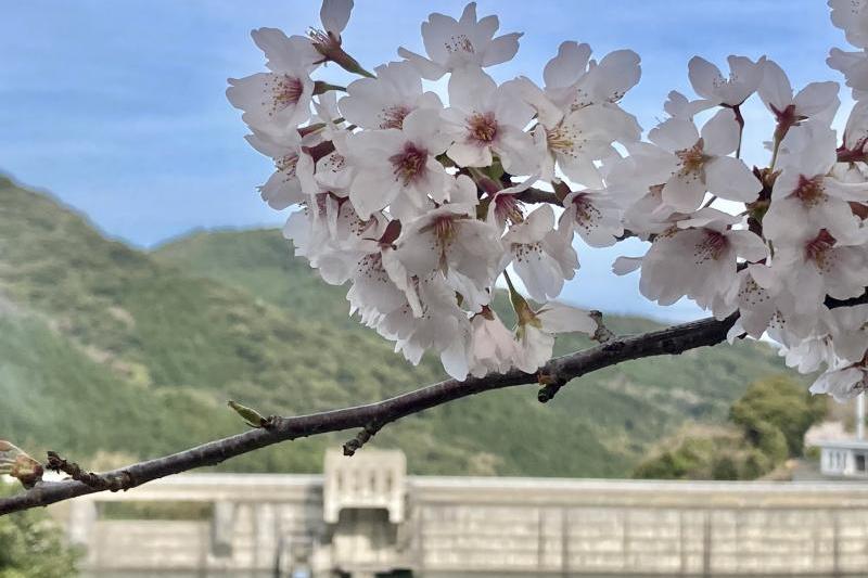 ダムと桜。