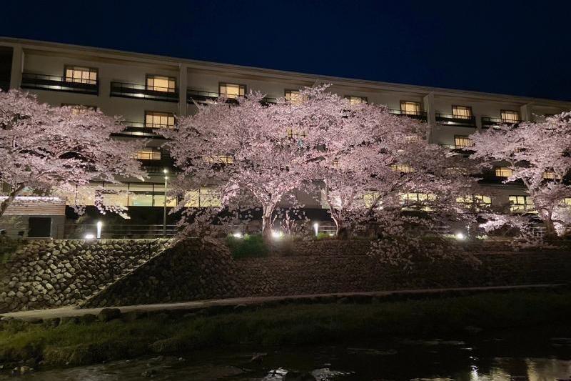 桜、桜、桜。