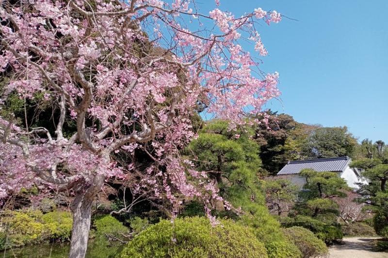 桜も散りはじめましたね！