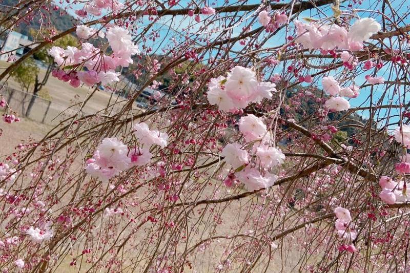 旧吉部小学校から大棚トンネルまでの道中には綺麗なサトザクラ(里桜)が咲いていました。