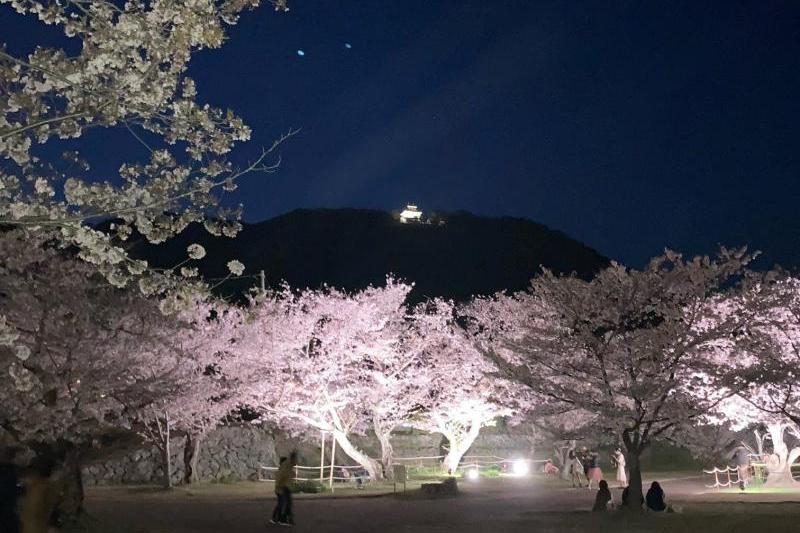 ライトアップされた桜と岩国城