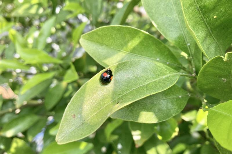 テントウムシがいました。