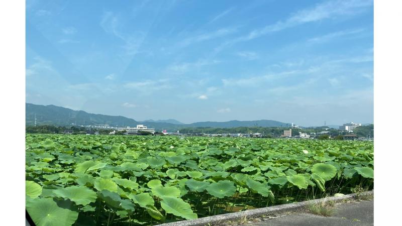 青い空と、緑のコントラスト♪