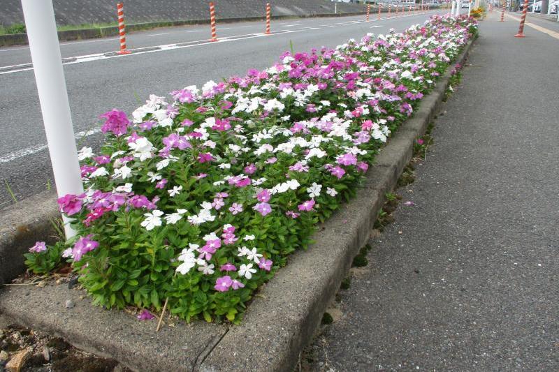 日日草がキレイに咲いております。