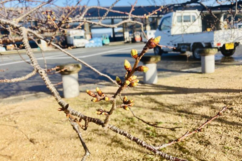 毎年2月下旬～3月上旬に見頃を迎えていますので、今後も定期的に開花情報をお届けしたいと思います。