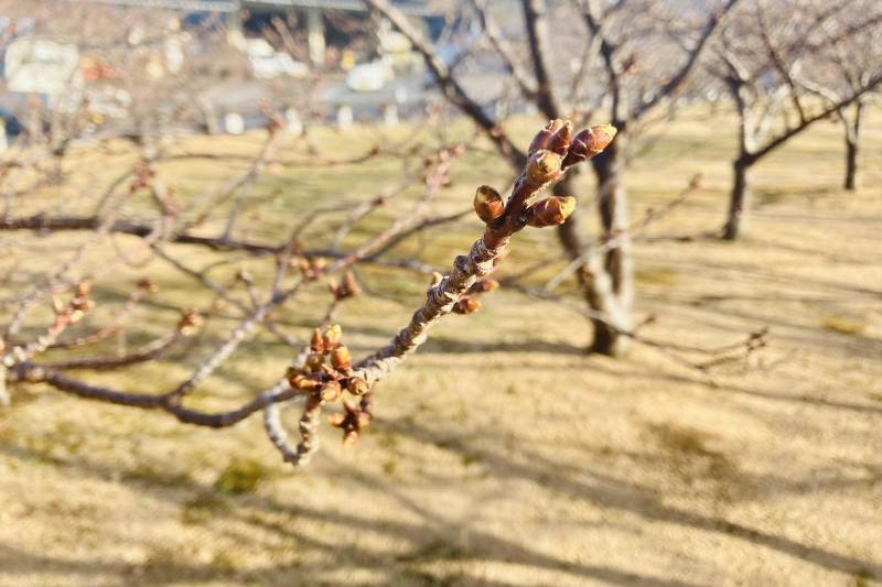 木があまり大きくないため、目線の高さで美しいお花をお楽しみいただけます。