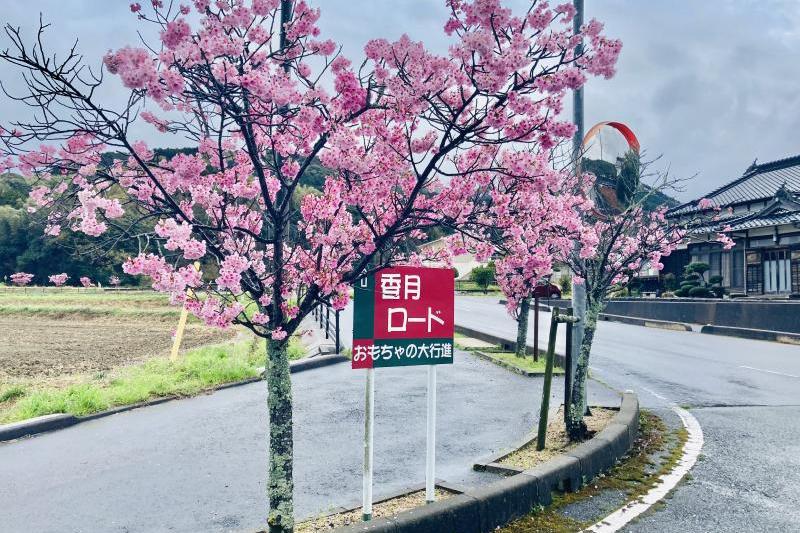 陽光桜と看板