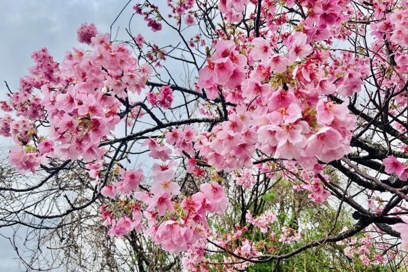 陽光桜は、愛媛県の高岡正明さんが天城吉野と寒緋桜を交雑させてつくりだした瀬戸内の桜です。