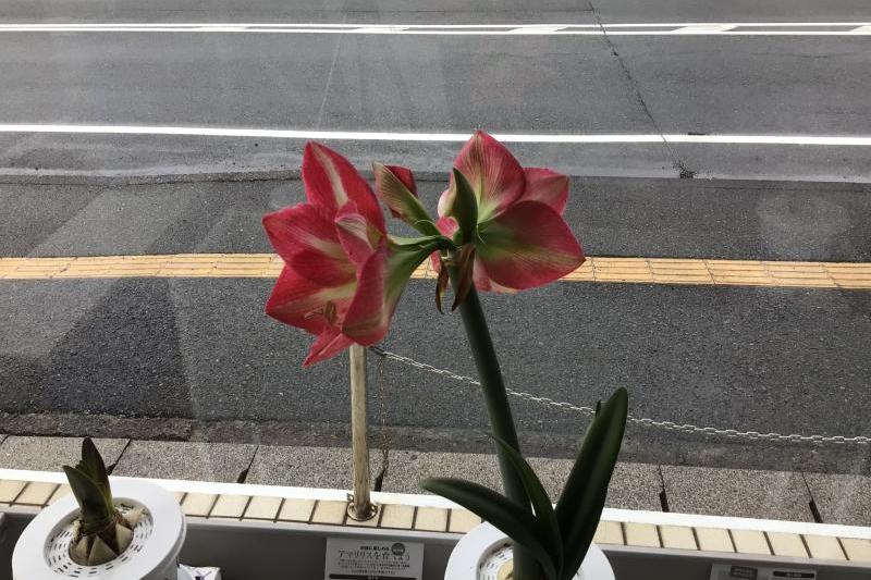 アマリリス開花！