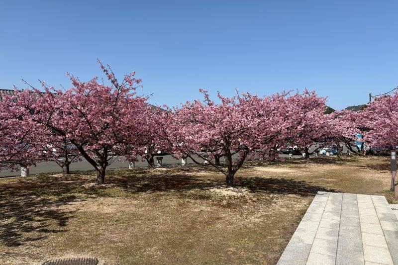河津桜です。
