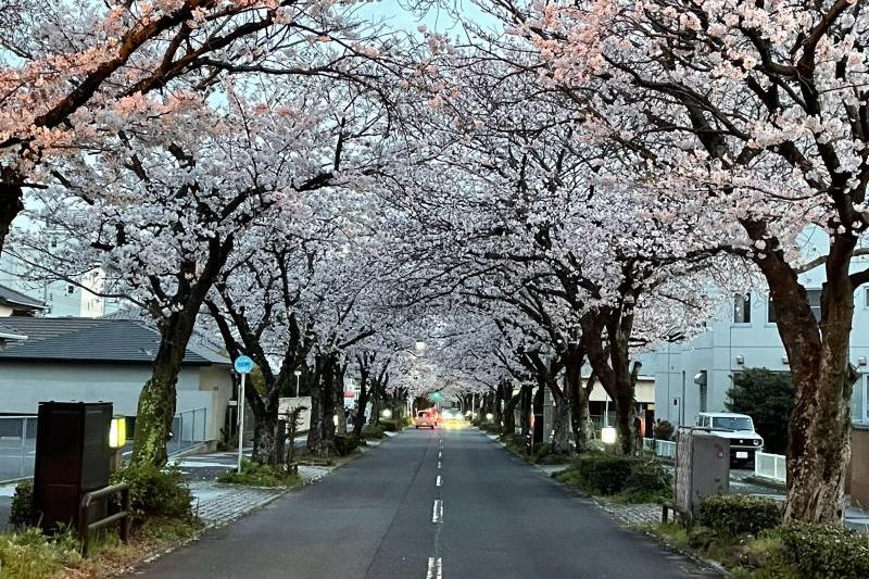 周南市の桜並木　※過去の写真です