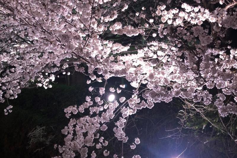 一の坂川の桜、きれいでしたよ。