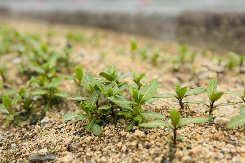 ニチニチソウは夏から秋にかけて次々と美しい花を咲かせ、「日々草」という名前の通り毎日新しい花を楽しませてくれます。