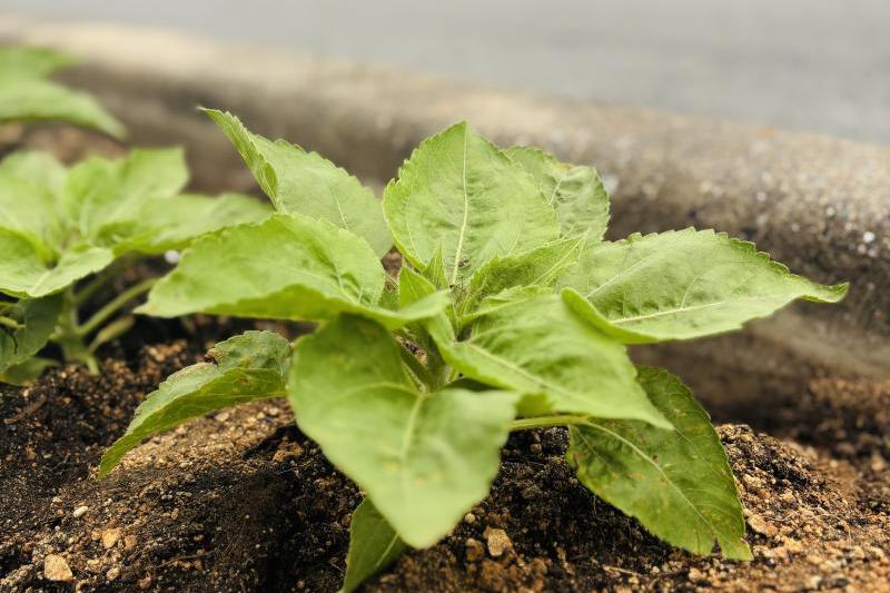 ミニひまわりは太陽に向かって元気に咲く明るい黄色の花で、道行く皆様の心を和ませてくれることでしょう。