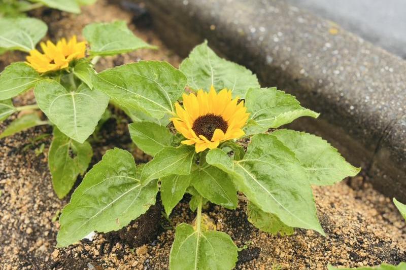 植樹帯のミニひまわりが咲き始めました