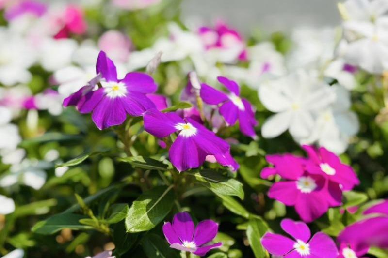 植樹帯のニチニチソウです。