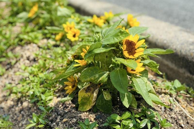 植樹帯のミニひまわりです。