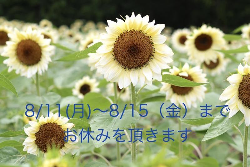 珍しい白いひまわり
