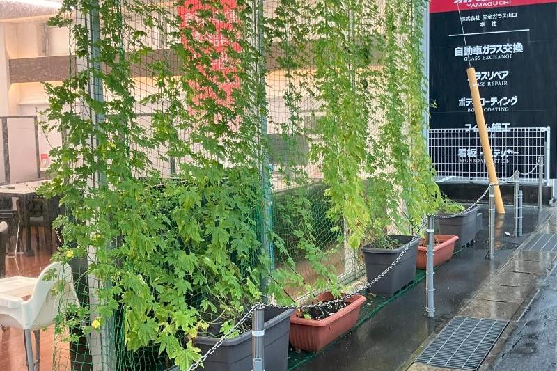 ゴーヤも元気を取り戻しつつあります。