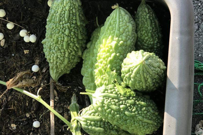 食べられそうなのは６本だけ。。。