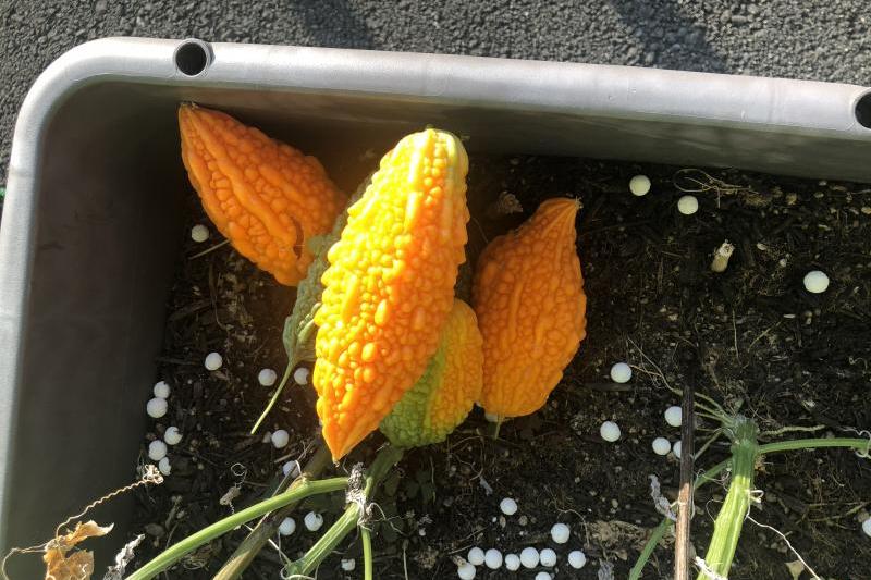 黄色くなってしまった＆虫に食われたゴーヤ