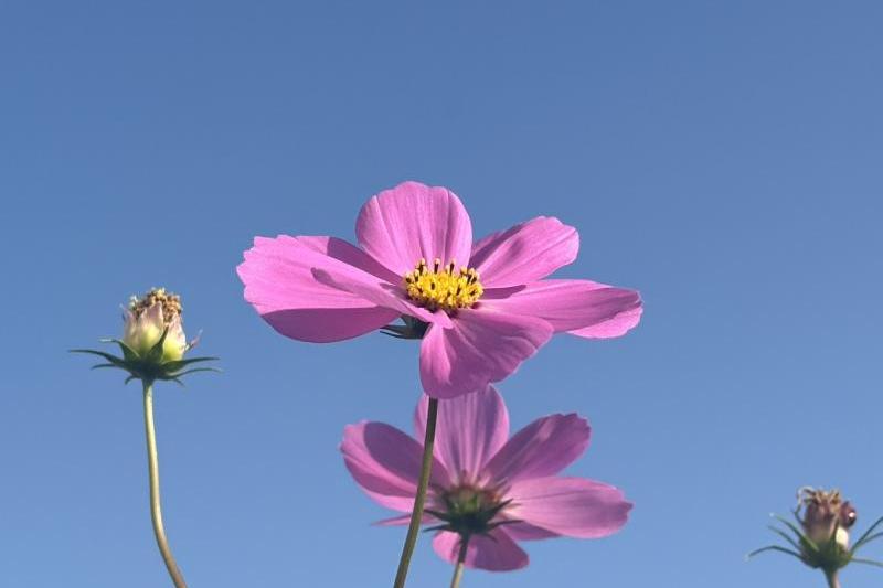 鮮やかなピンク色の花びらが秋の日差しに映えます