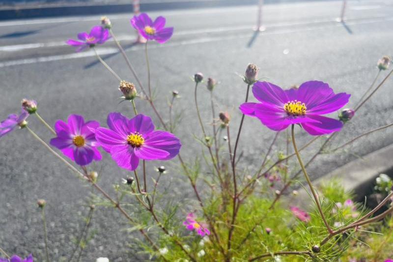 色とりどりのミニコスモスが植樹帯を彩っています