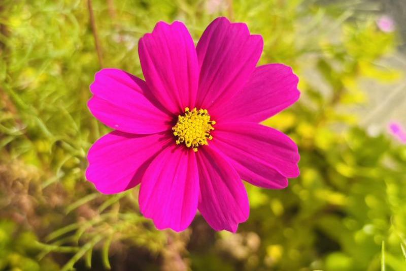 色とりどりのミニコスモスが植樹帯を彩っています