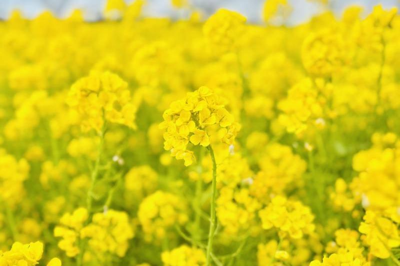 菜の花です